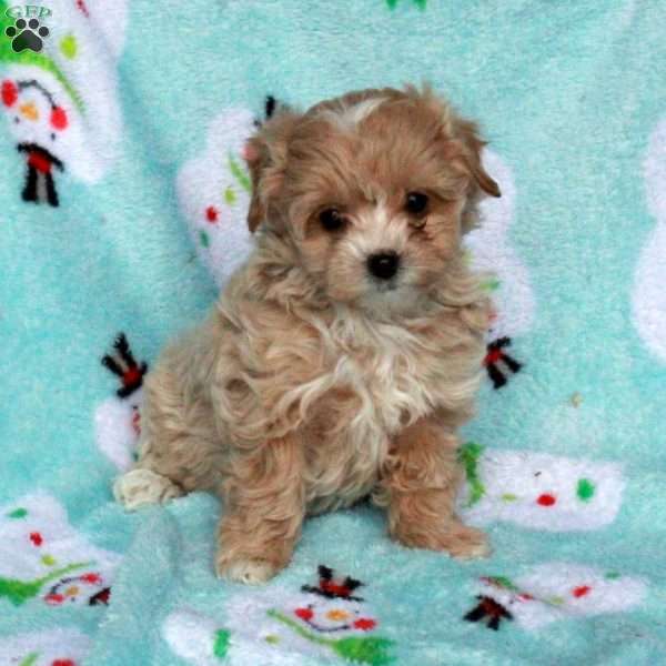 Bella, Maltipoo Puppy