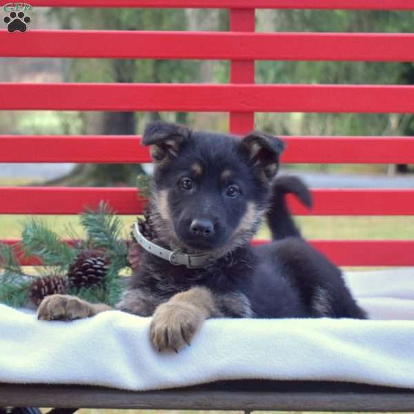 Bella, German Shepherd Puppy