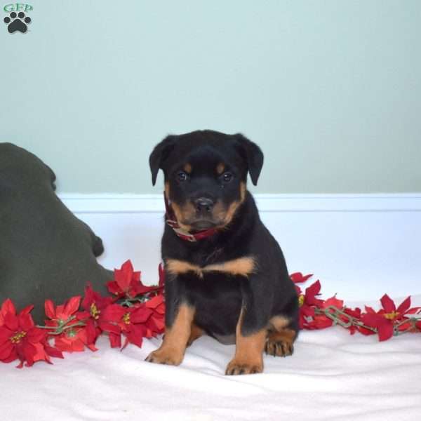 Bella, Rottweiler Puppy