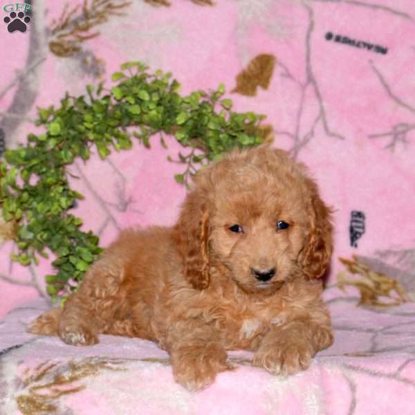 Bella, Mini Goldendoodle Puppy