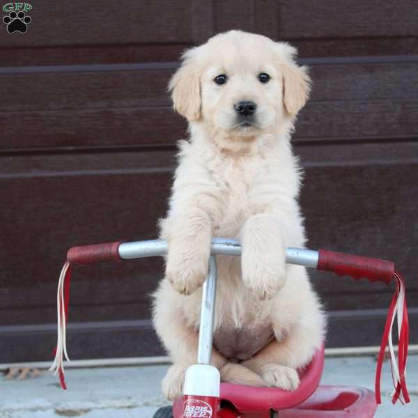 Bella, English Cream Golden Retriever Puppy