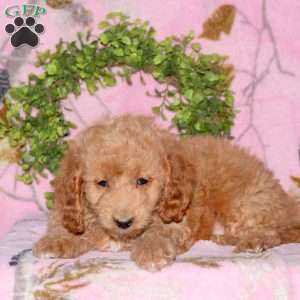 Bella, Mini Goldendoodle Puppy