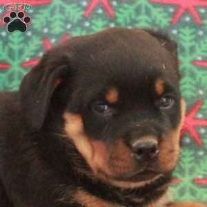 Bella, Rottweiler Puppy