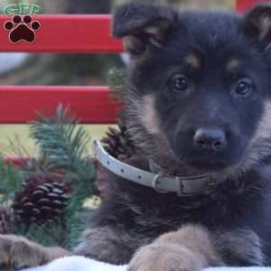 Bella, German Shepherd Puppy