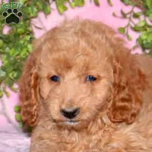 Bella, Mini Goldendoodle Puppy