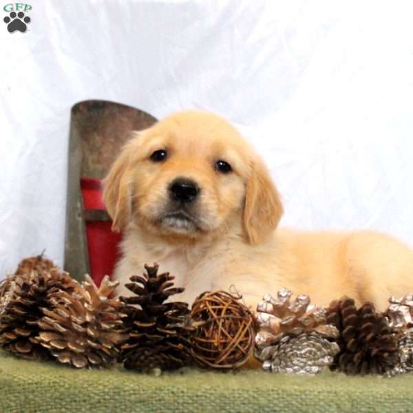 Bella, Golden Retriever Puppy