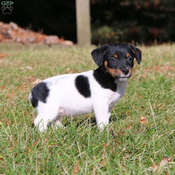 Bella, Jack Russell Terrier Puppy