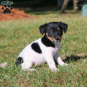 Bella, Jack Russell Terrier Puppy