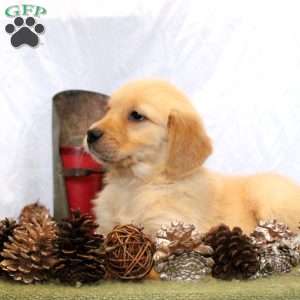 Bella, Golden Retriever Puppy