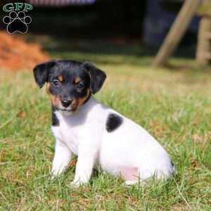 Bella, Jack Russell Terrier Puppy