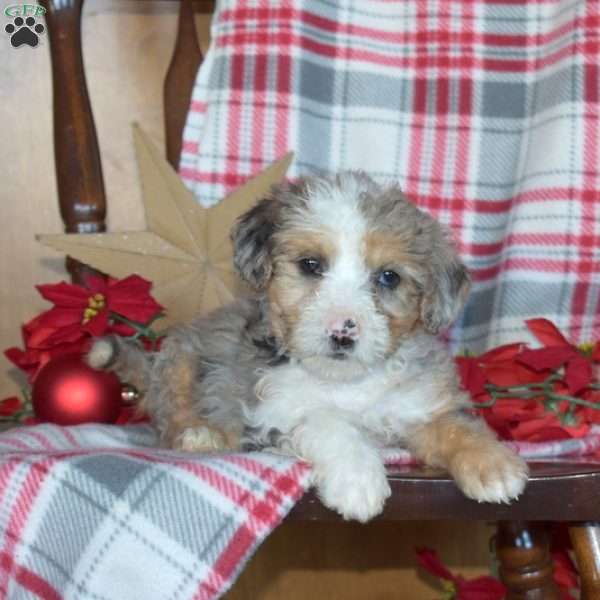 Belle, Mini Bernedoodle Puppy