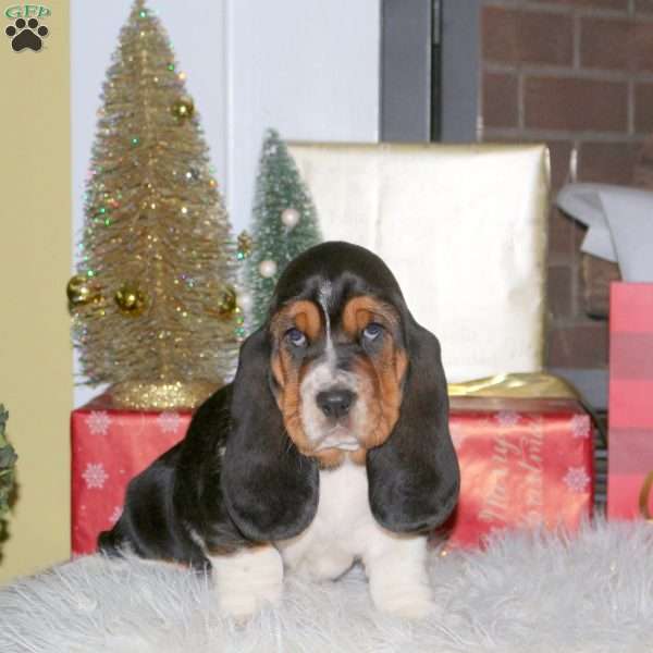 Belle, Basset Hound Puppy