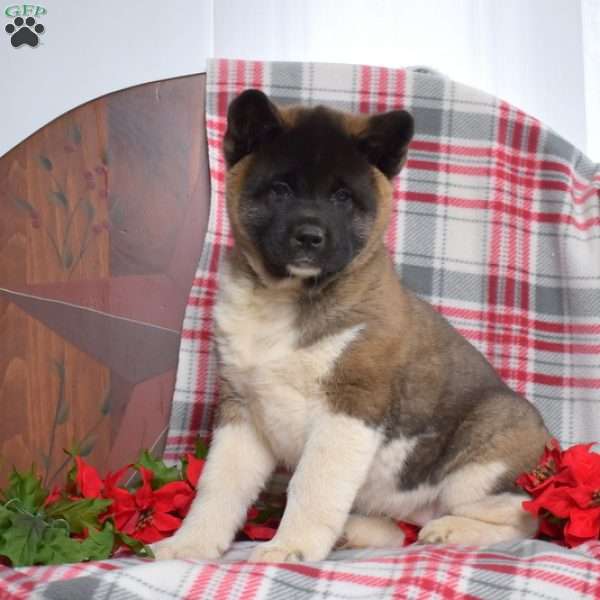 Belle, Akita Puppy