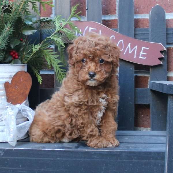 Belle, Toy Poodle Puppy