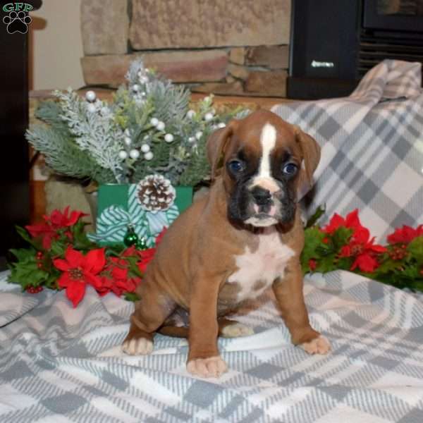 Belle, Boxer Puppy