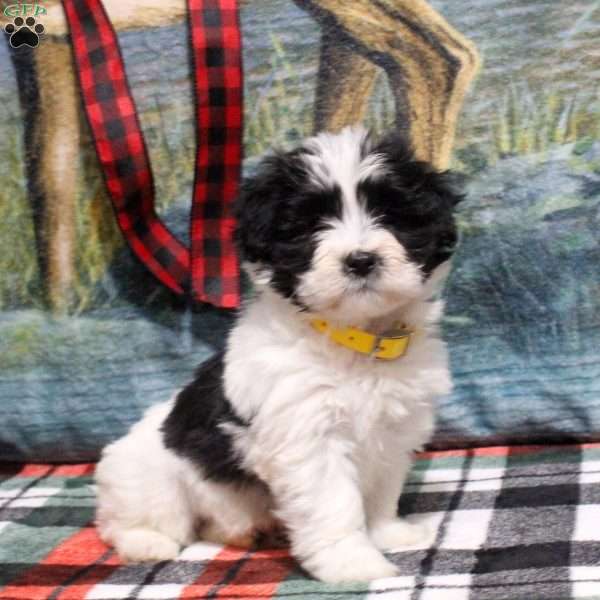 Belle, Havanese Puppy