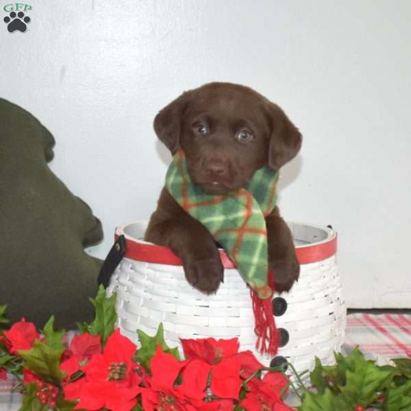 Belle, Chocolate Labrador Retriever Puppy