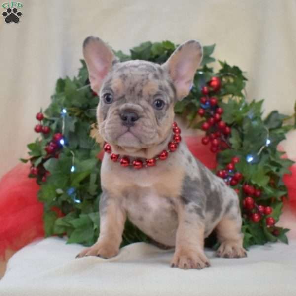 Belle, French Bulldog Puppy