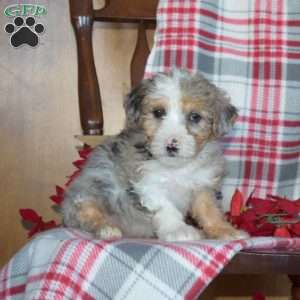 Belle, Mini Bernedoodle Puppy