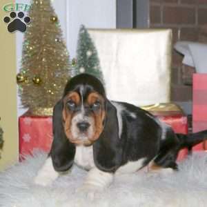 Belle, Basset Hound Puppy