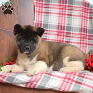 Belle, Akita Puppy