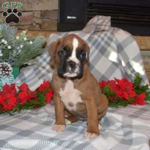 Belle, Boxer Puppy