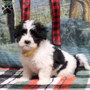 Belle, Havanese Puppy