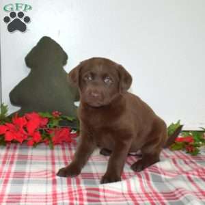 Belle, Chocolate Labrador Retriever Puppy