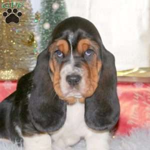 Belle, Basset Hound Puppy