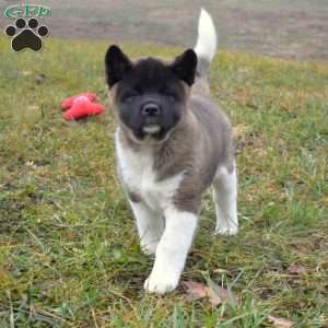 Belle, Akita Puppy