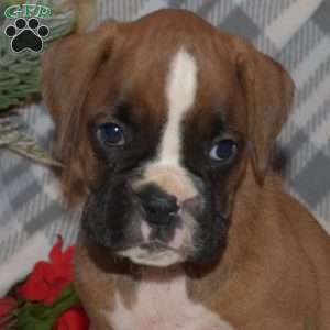 Belle, Boxer Puppy