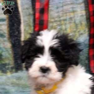 Belle, Havanese Puppy