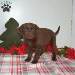 Belle, Chocolate Labrador Retriever Puppy