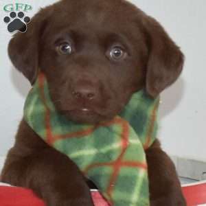 Belle, Chocolate Labrador Retriever Puppy