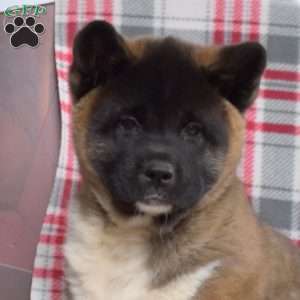 Belle, Akita Puppy