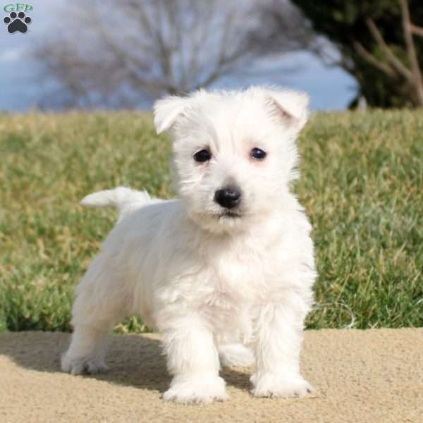 Belle, West Highland Terrier Puppy