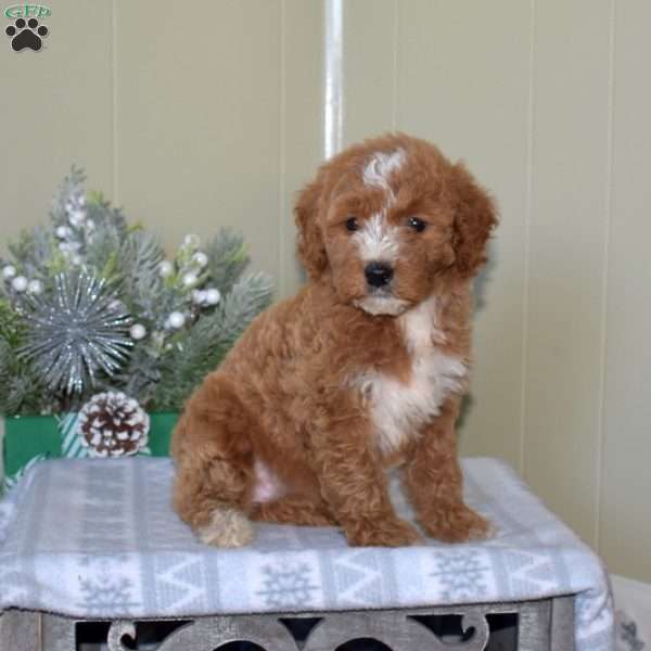 Bells, Mini Goldendoodle Puppy