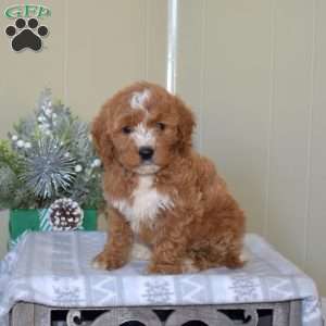 Bells, Mini Goldendoodle Puppy