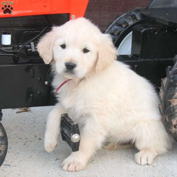 Ben, English Cream Golden Retriever Puppy