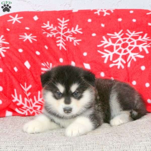 Ben, Alaskan Malamute Puppy