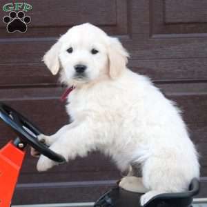 Ben, English Cream Golden Retriever Puppy