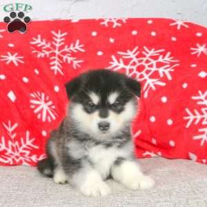 Ben, Alaskan Malamute Puppy