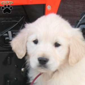 Ben, English Cream Golden Retriever Puppy