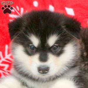 Ben, Alaskan Malamute Puppy