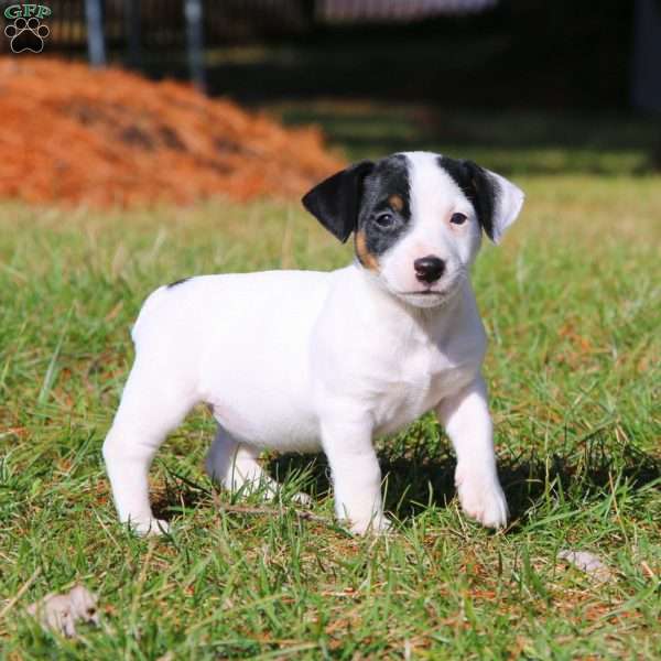 Benita, Jack Russell Terrier Puppy