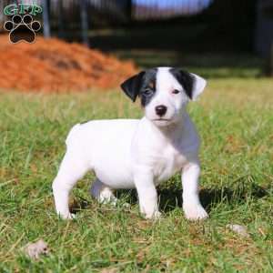 Benita, Jack Russell Terrier Puppy