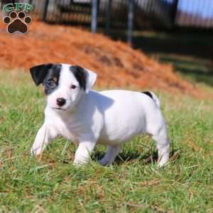 Benita, Jack Russell Terrier Puppy