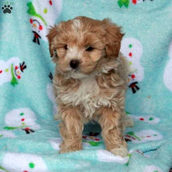 Benji, Maltipoo Puppy