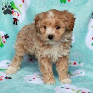 Benji, Maltipoo Puppy