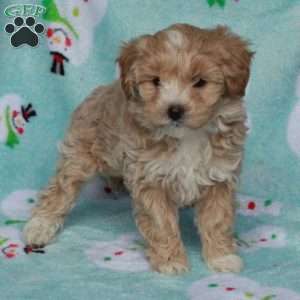 Benji, Maltipoo Puppy